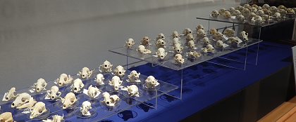 いのちの博物館開館10周年記念展示