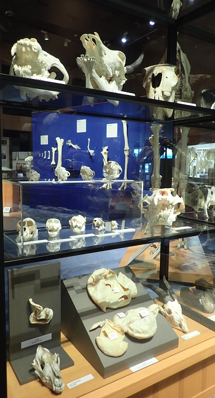 いのちの博物館開館10周年記念展示