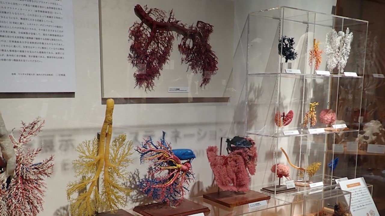 いのちの博物館だより