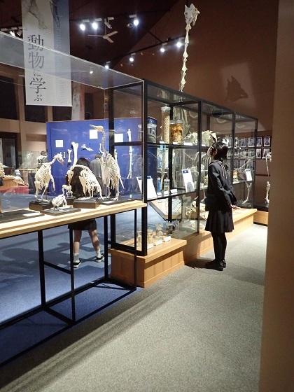 町田総合高校がいのちの博物館に来館