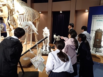 ハンドウイルカの足の名残を探す