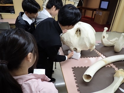 アフリカゾウの頭骨を触る