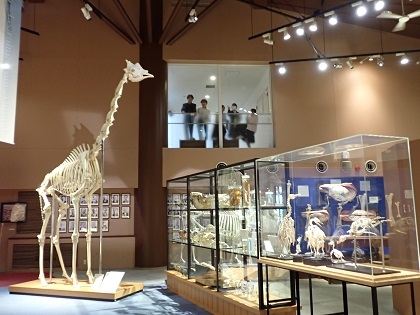 いのちの博物館だより