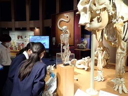 麻溝台中学がいのちの博物館に来館
