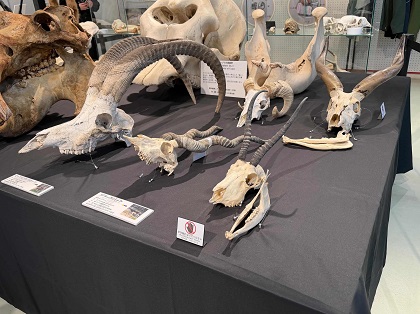 東武動物公園でミュゼットが出張解説 骨格標本