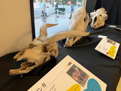 東武動物公園でミュゼットが出張解説 骨格標本