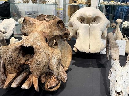 東武動物公園でミュゼットが出張解説 骨格標本